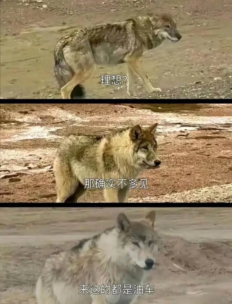 理想？那确实不多见。来这的都是油车。