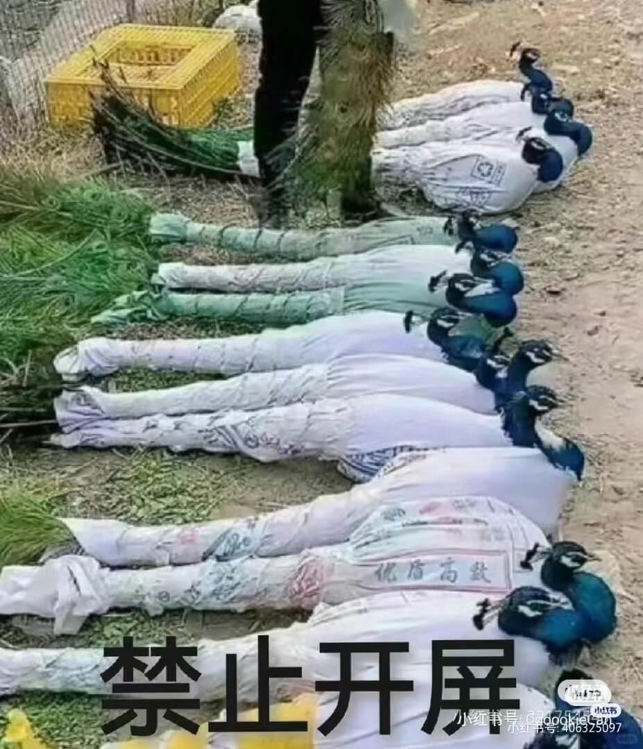优店高数禁止开屏961925657小红书
