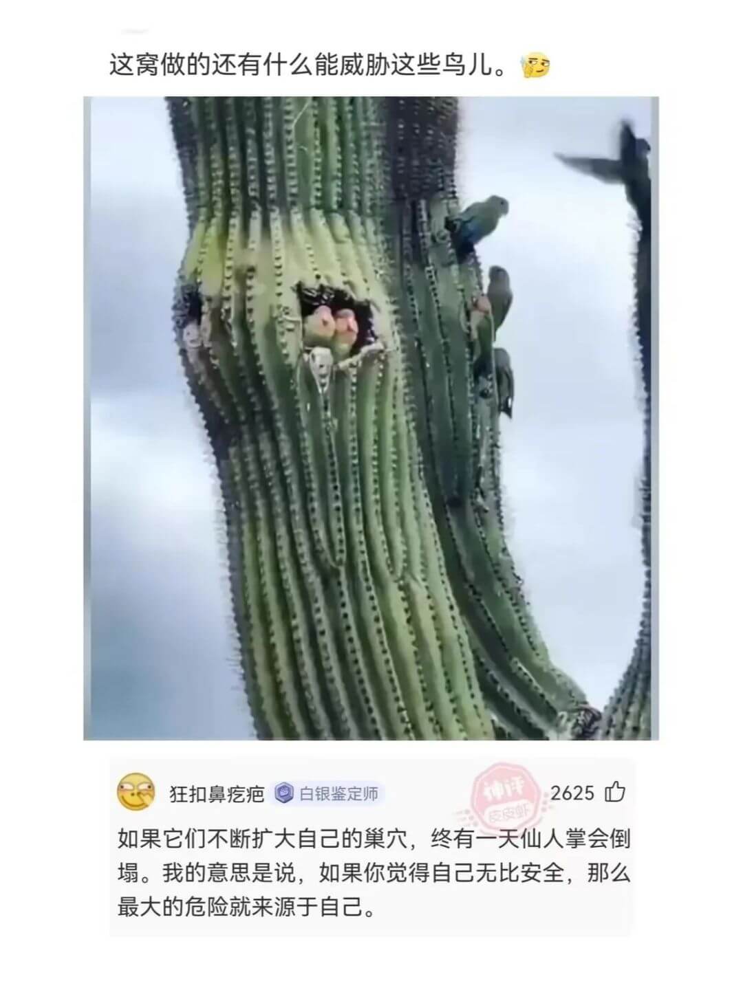 这窝做的还有什么能威胁这些鸟儿。狂扣鼻疙疤白银鉴定师2625