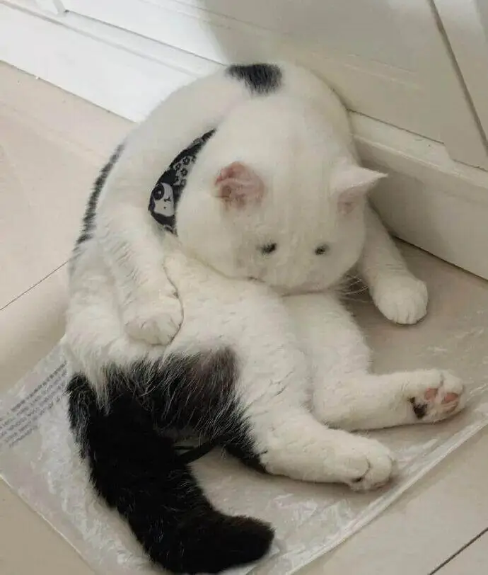 梗图