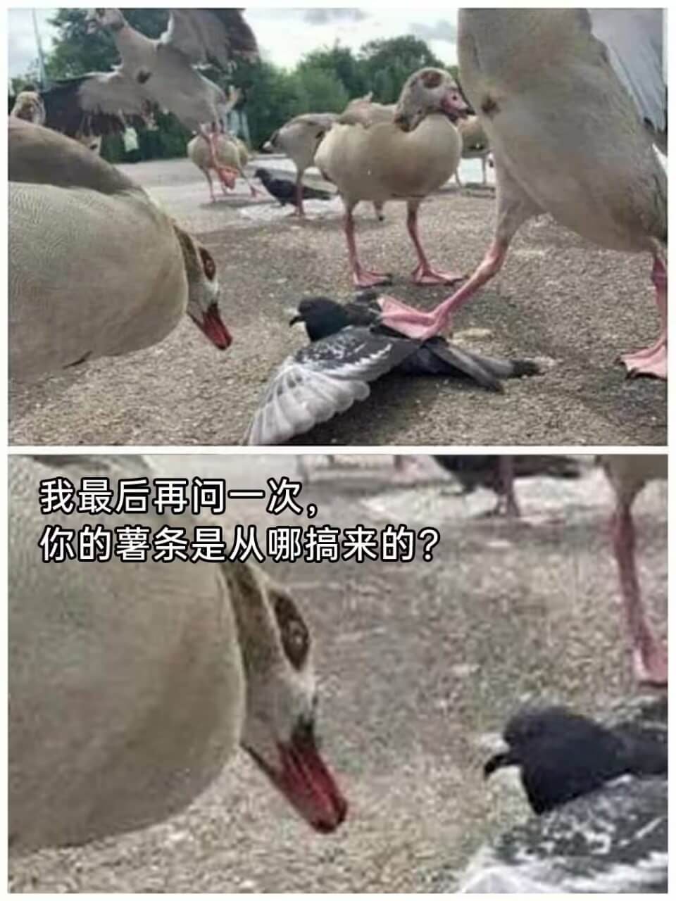 我最后再问一次，你的薯条是从哪搞来的？