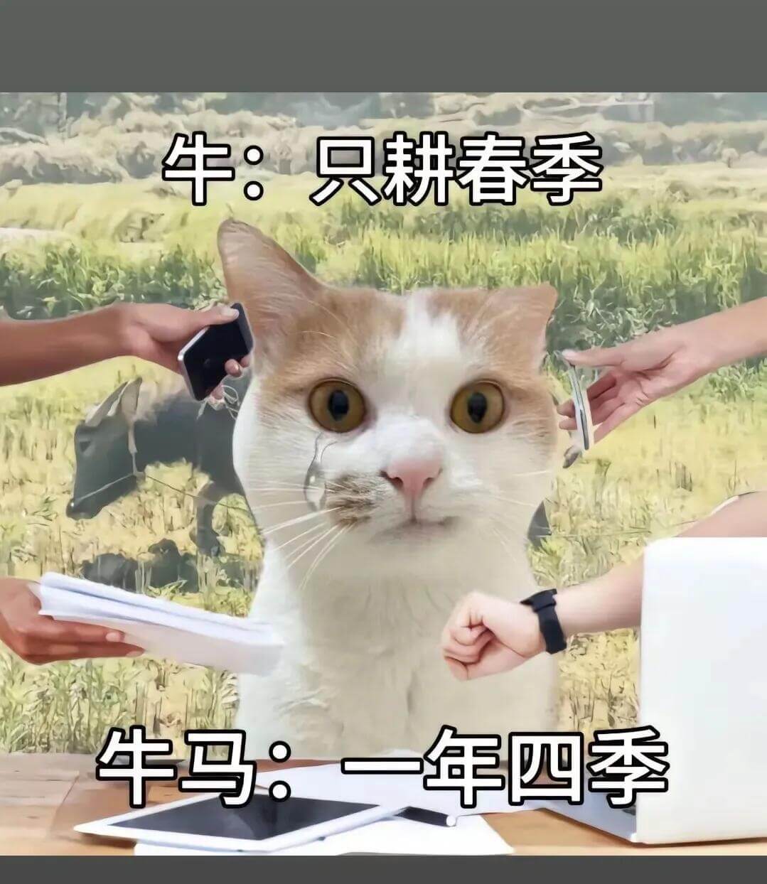 牛：只耕春季牛马：年四季