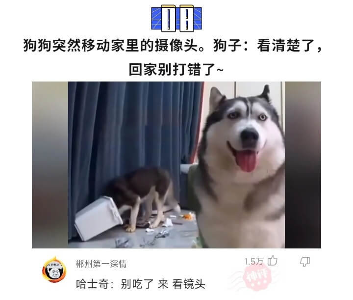 狗狗突然移动家里的摄像头。狗子:看清楚了,回家别打错了~郴州