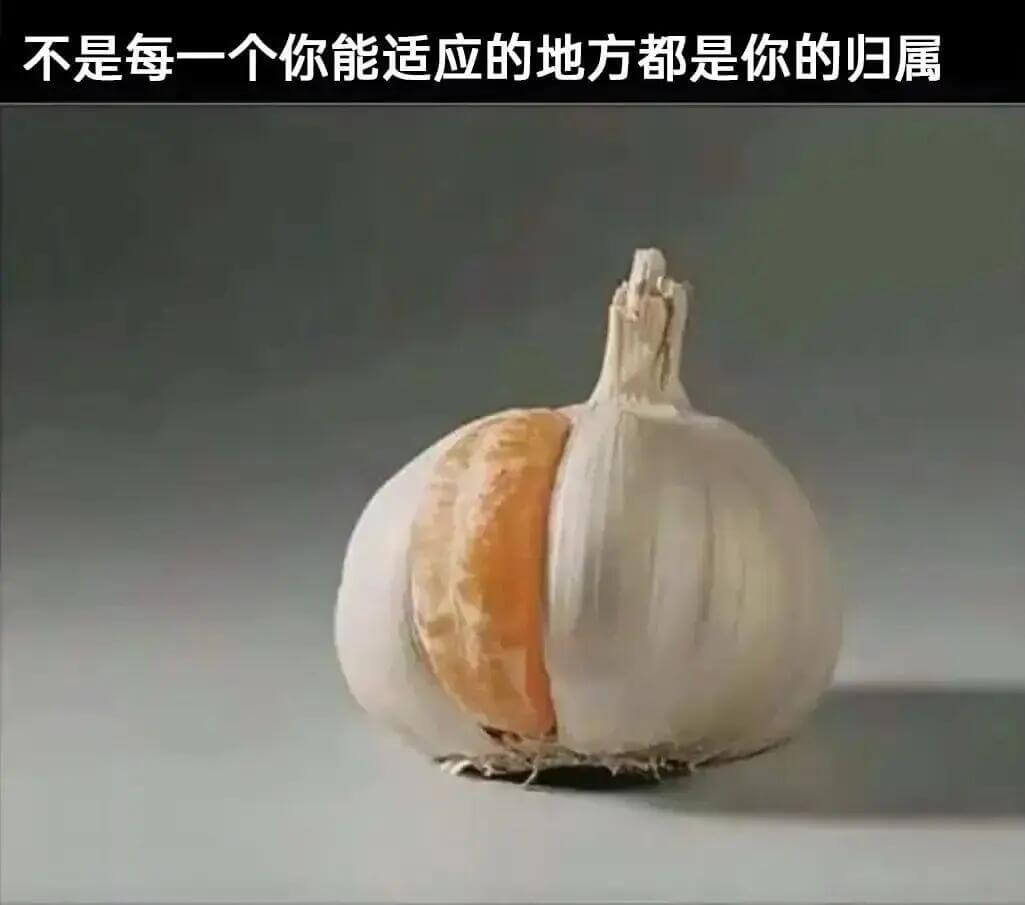 不是每一个你能适应的地方都是你的归属