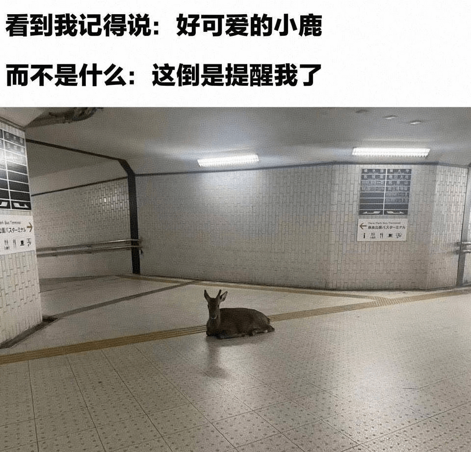 看到我记得说：好可爱的小鹿而不是什么：这倒是提醒我了