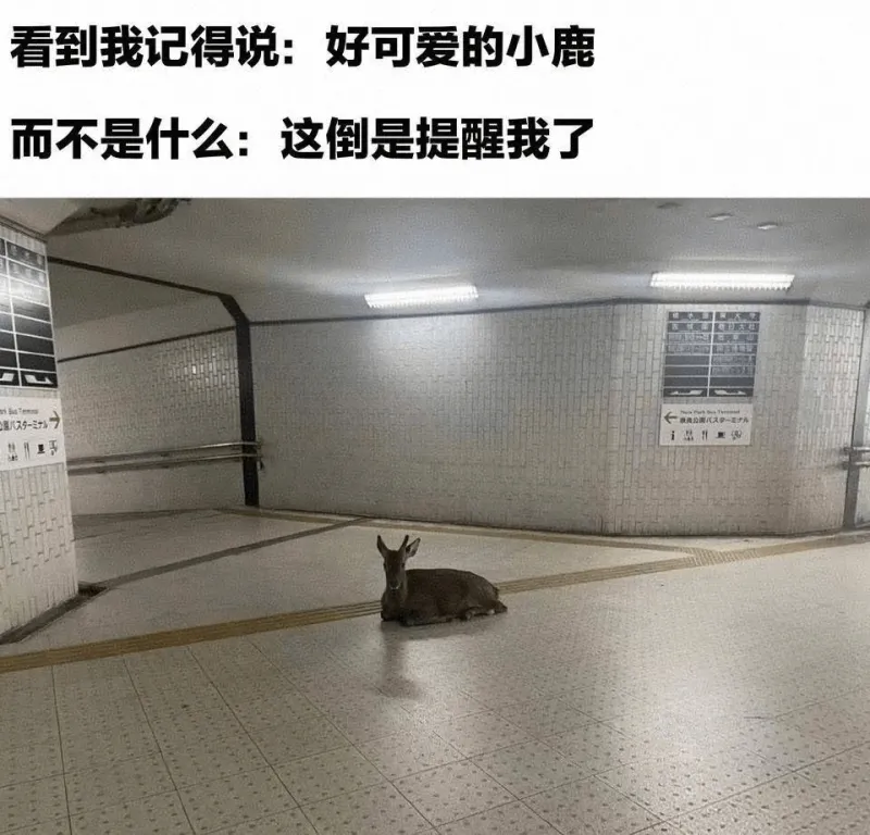看到我记得说：好可爱的小鹿而不是什么：这倒是提醒我了