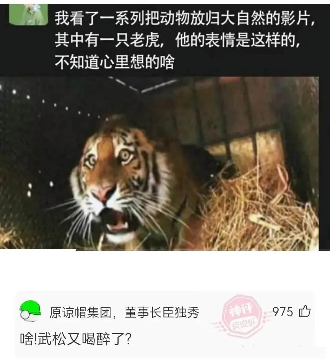 我看了一系列把动物放归大自然的影片,其中有一只老虎，他的表情