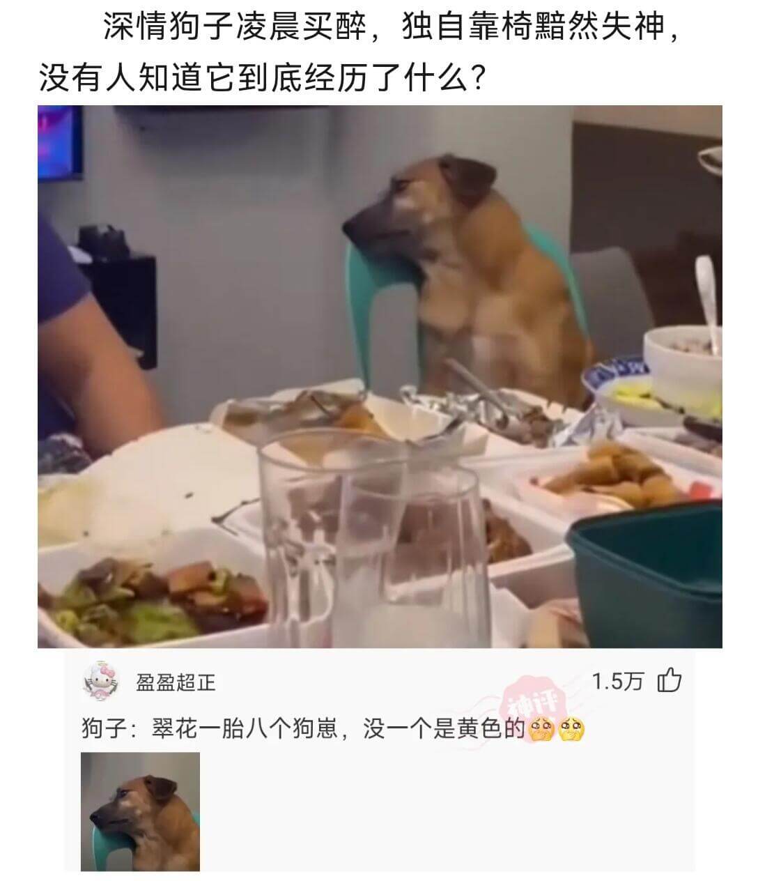 深情狗子凌晨买醉，独自靠椅黯然失神，没有人知道它到底经历了什