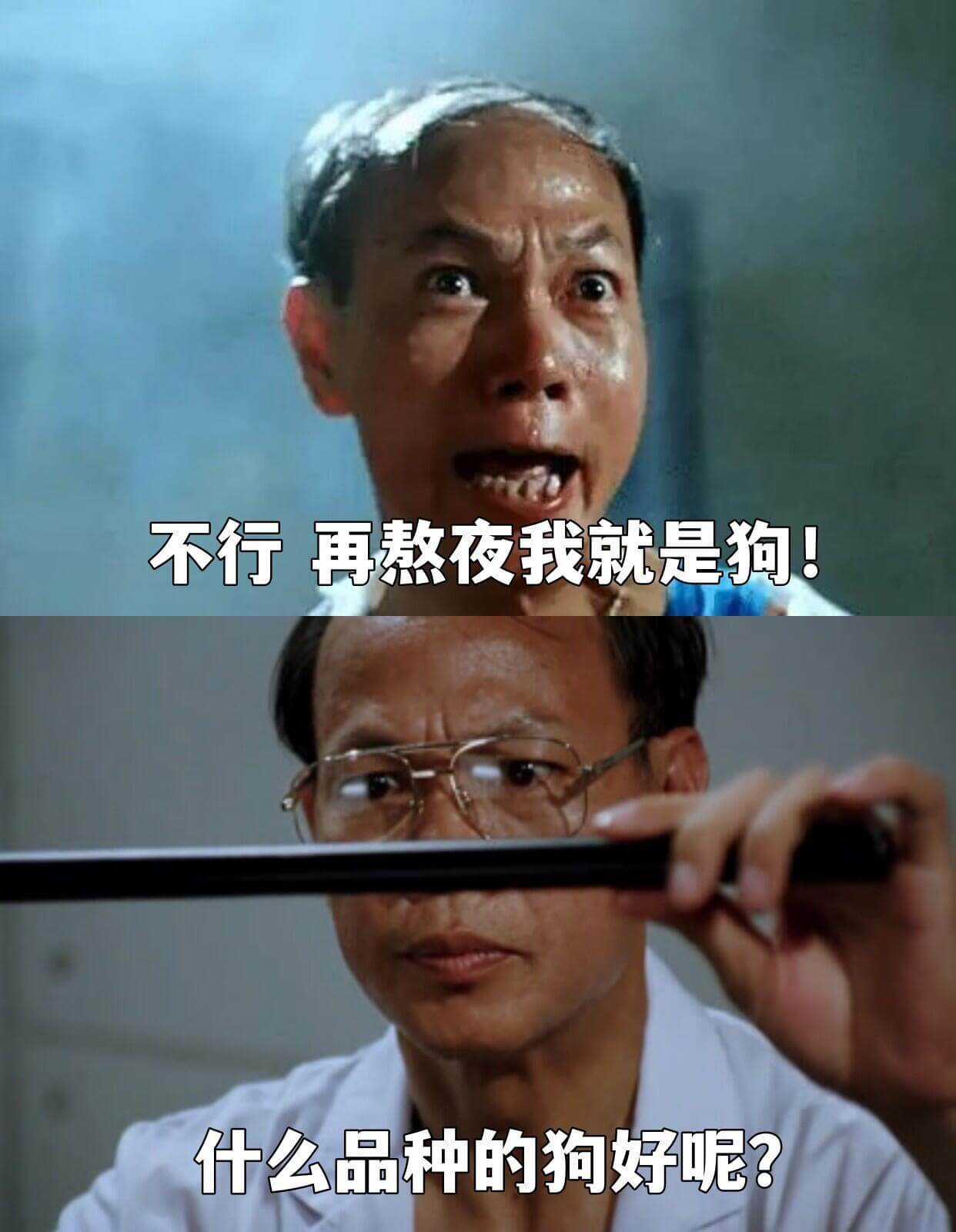 不行，再熬夜我就是狗！什么品种的狗好呢？