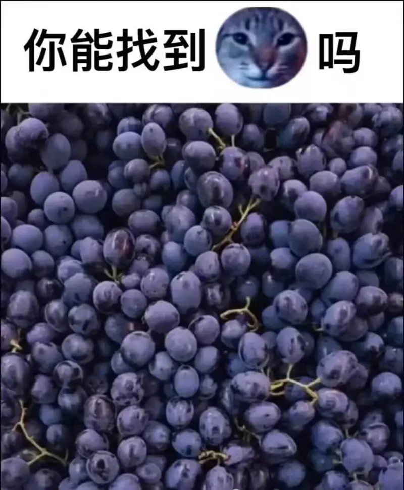 你能找到吗