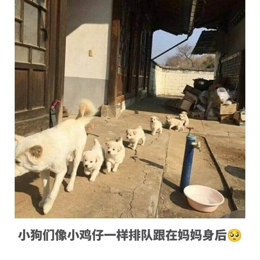 小狗们像小鸡仔一样排队跟在妈妈身后