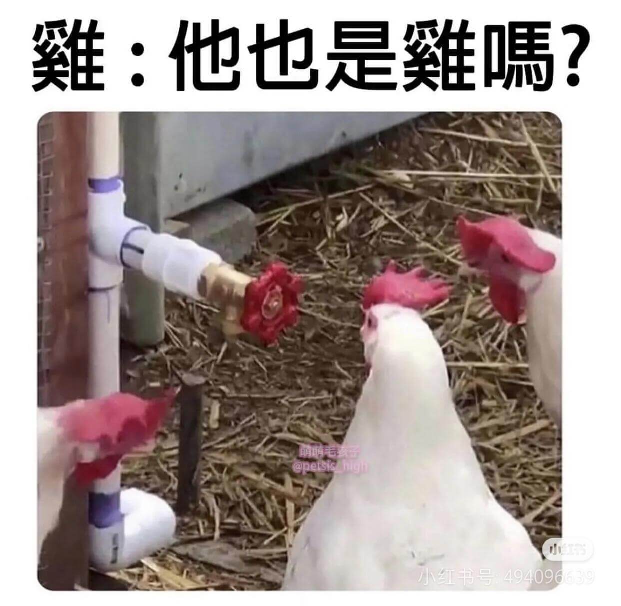 ：他也是窥隅?萌萌毛款子@petsis小红书号：494096