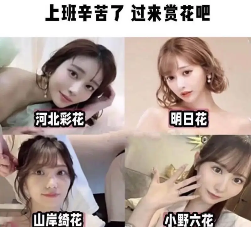上班辛苦了，过来赏花吧河北彩花明日花山岸绮花小野六花