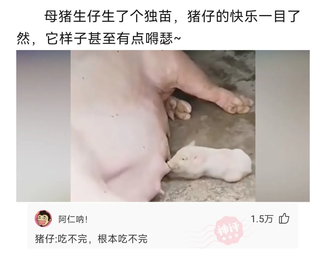 母猪生仔生了个独苗,猪仔的快乐一目了然，它样子甚至有点嘚瑟~