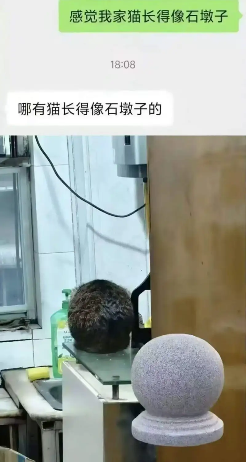 感觉我家猫长得像石墩子18:08哪有猫长得像石墩子的