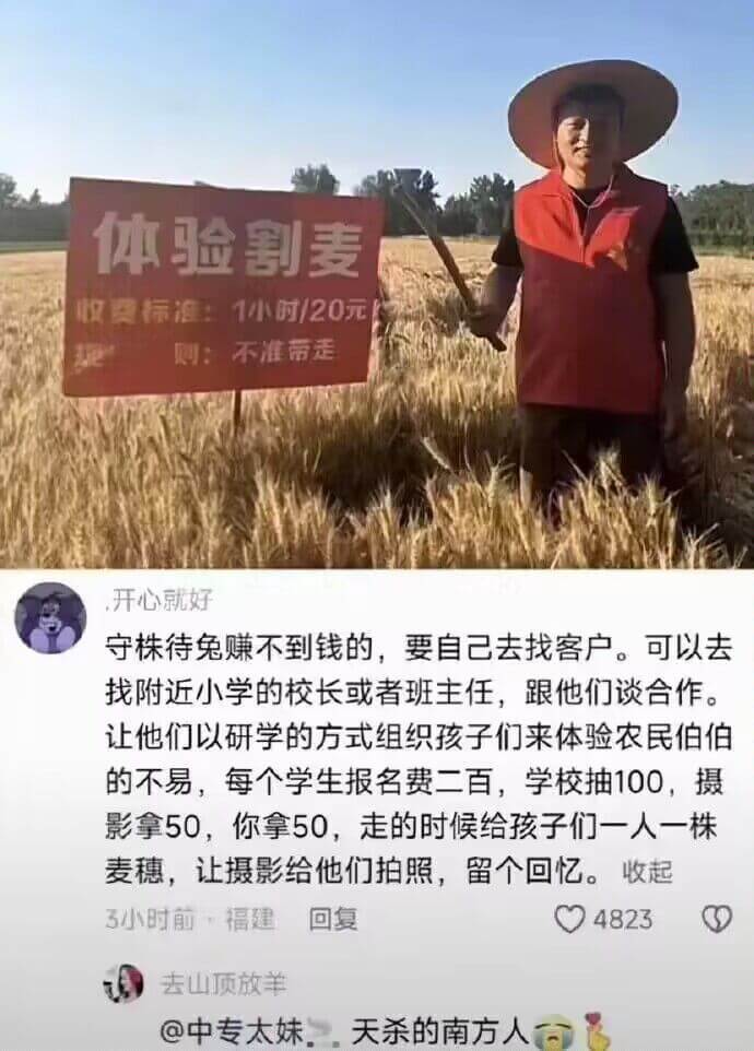 体验割麦收费标准：1小时/20元规则：不准带走开心就好守株待