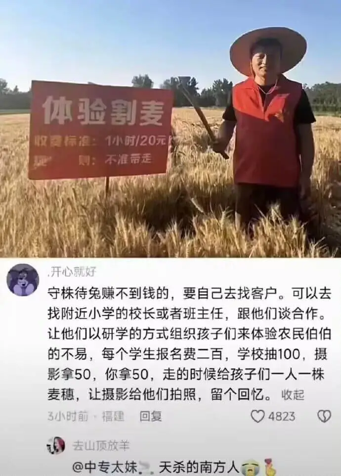 体验割麦收费标准：1小时/20元规则：不准带走开心就好守株待