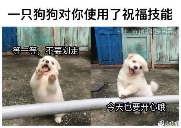 一只狗狗对你使用了祝福技能等一等，不要划走今天也要开心哦皮皮