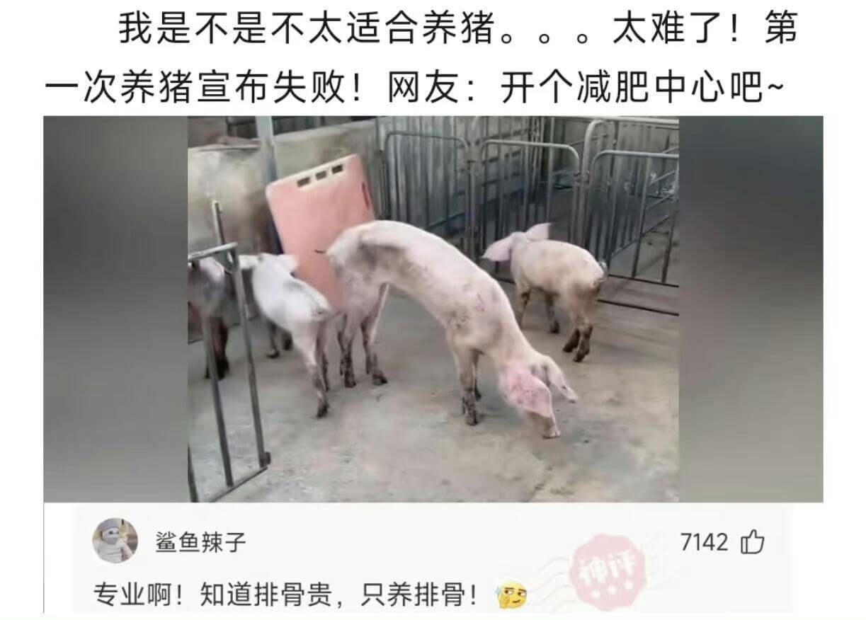 我是不是不太适合养猪。。。太难了!第一次养猪宣布失败!网友: