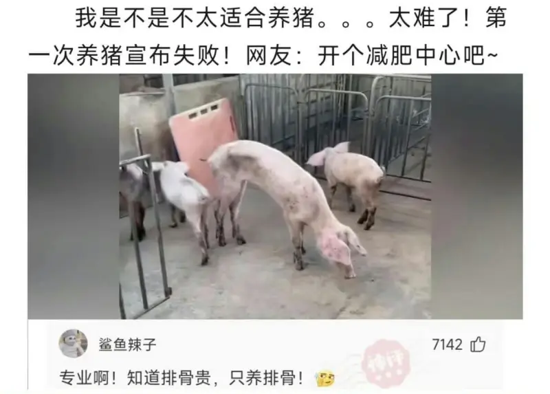 我是不是不太适合养猪。。。太难了!第一次养猪宣布失败!网友: