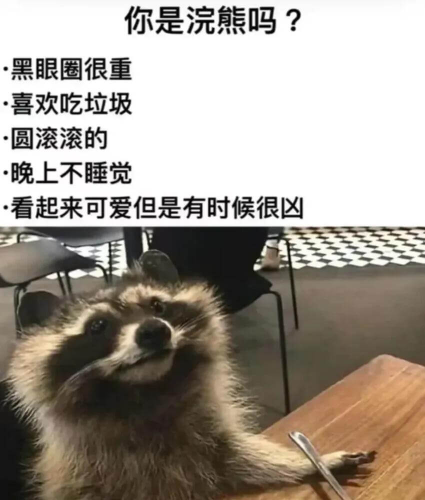 你是浣熊吗？黑眼圈很重喜欢吃垃圾圆滚滚的晚上不睡觉看起来可爱