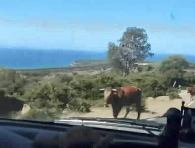 牛：又来个问路的～😂