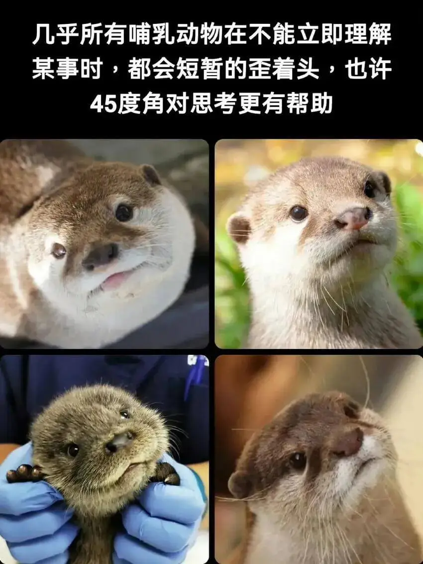 几乎所有哺乳动物在不能立即理解某事时，都会短暂的歪着头，也许