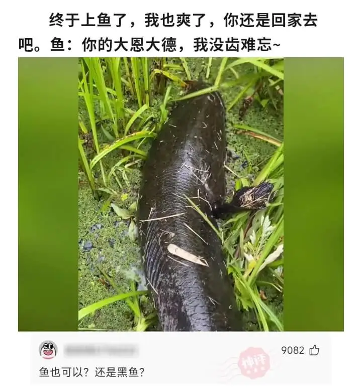 终于上鱼了，我也爽了，你还是回家去吧。鱼:你的大恩大德，我没