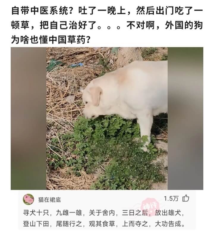 自带中医系统?吐了一晚上，然后出门吃了一顿草，把自己治好了。