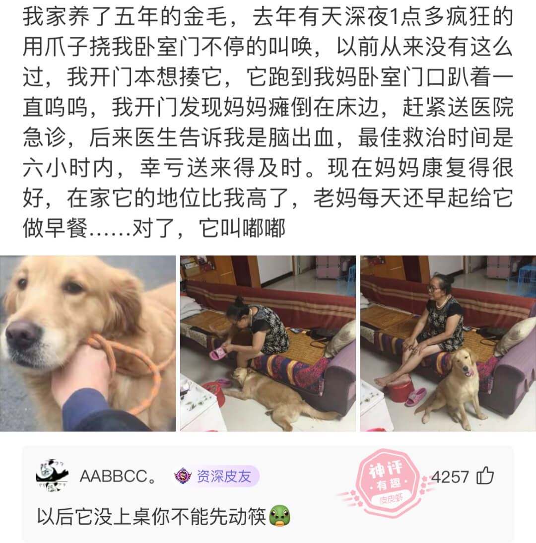 我家养了五年的金毛，去年有天深夜1点多疯狂的用爪子挠我卧室门