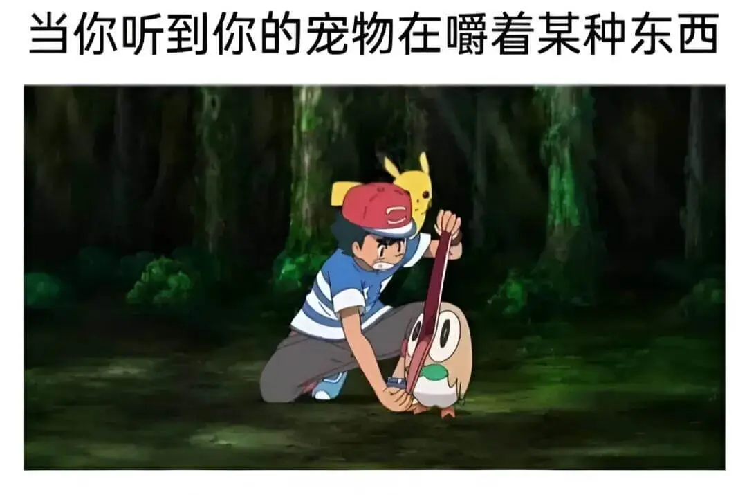 当你听到你的宠物在嚼着某种东西