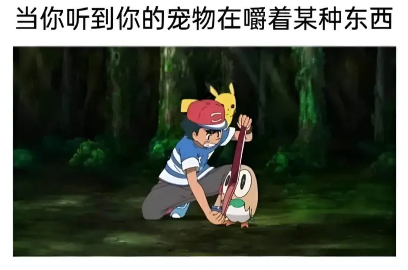 当你听到你的宠物在嚼着某种东西