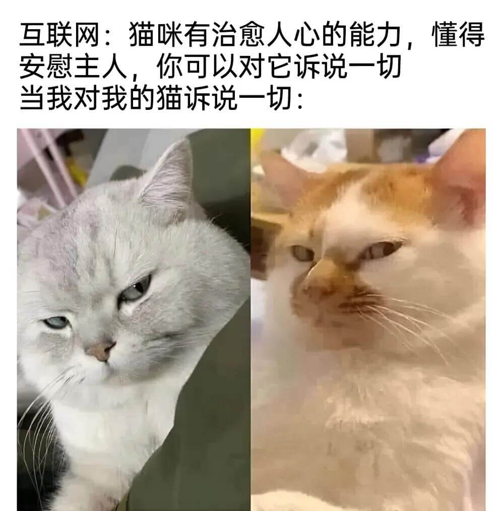 互联网：猫咪有治愈人心的能力，懂得安慰主人，你可以对它诉说一