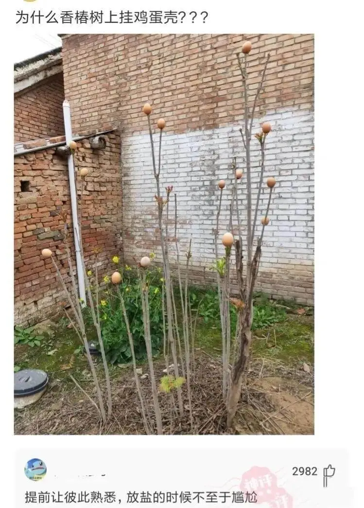 为什么香椿树上挂鸡蛋壳？提前让彼此熟悉，放盐的时候不至于尴尬