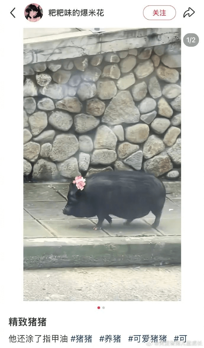 粑粑味的爆米花关注精致猪猪他还涂了指甲油猪猪者养猪可爱猪猪可