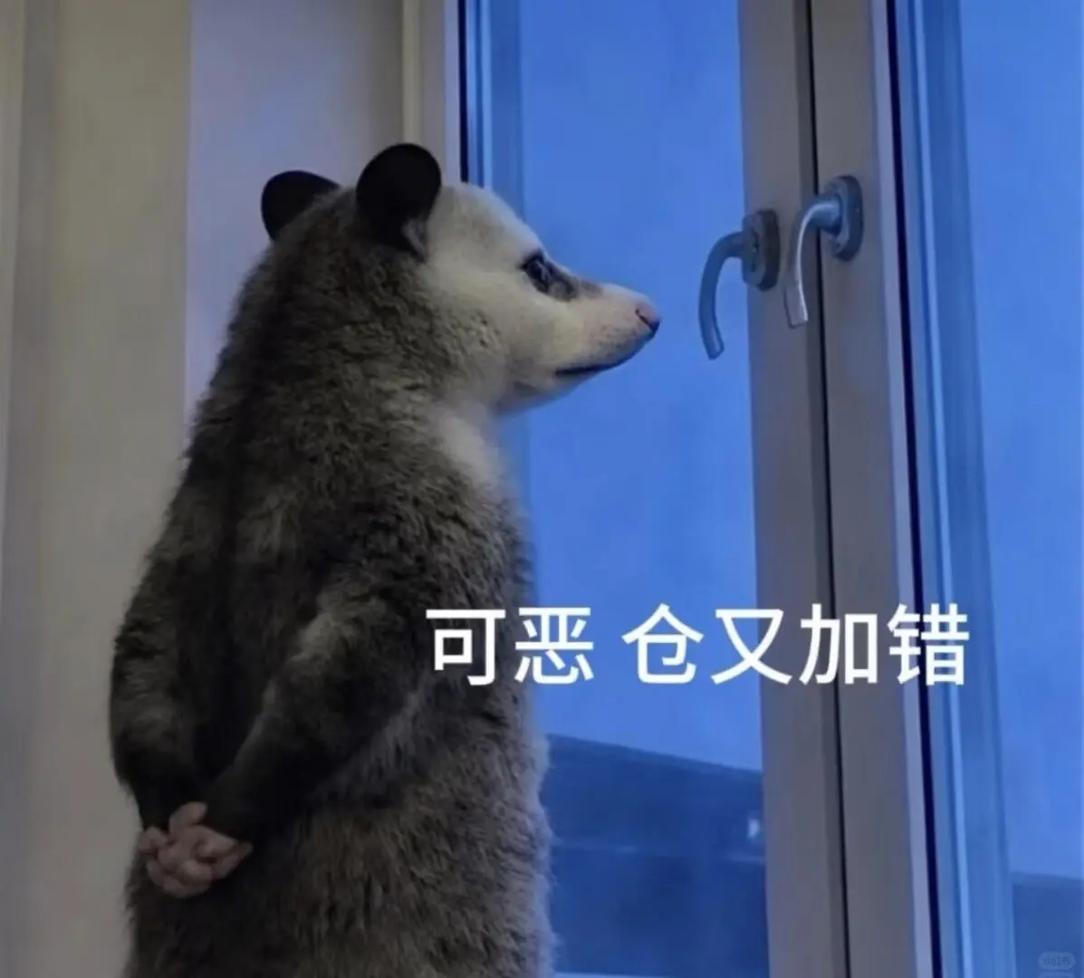 可恶仓又加错