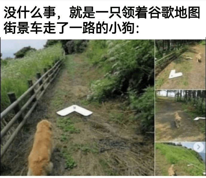没什么事，就是一只领着谷歌地图街景车走了一路的小狗：