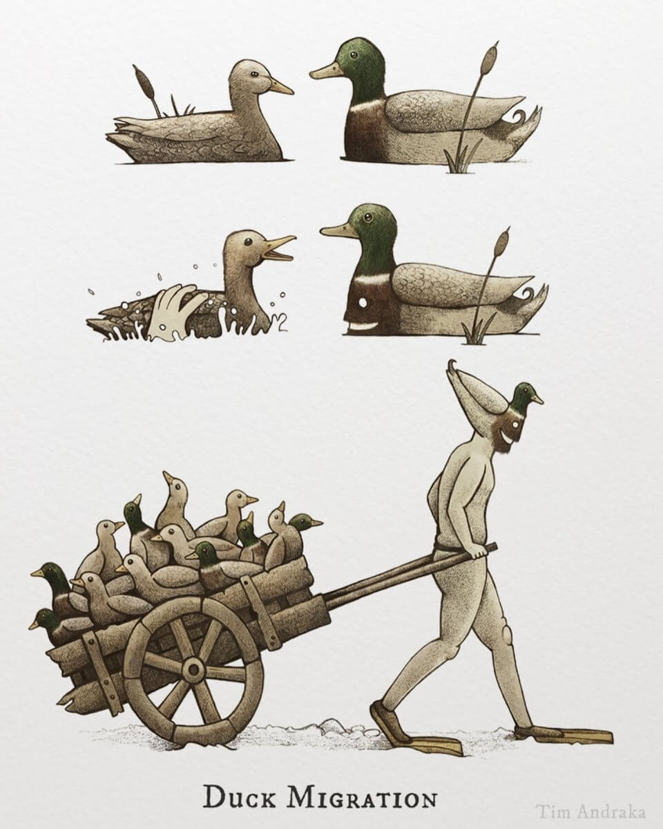 DUCKMIGRATIONTimAndraka