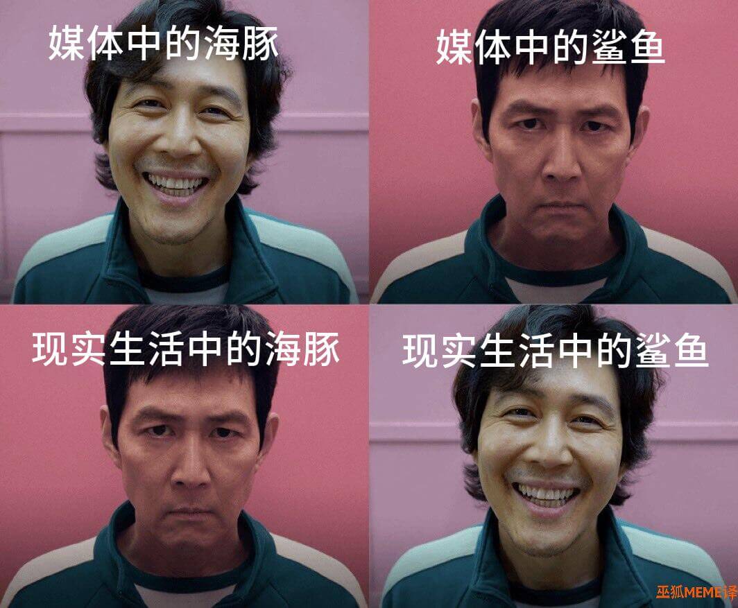媒体中的海豚媒体中的鲨鱼现实生活中的海豚现实生活中的鲨鱼巫狐