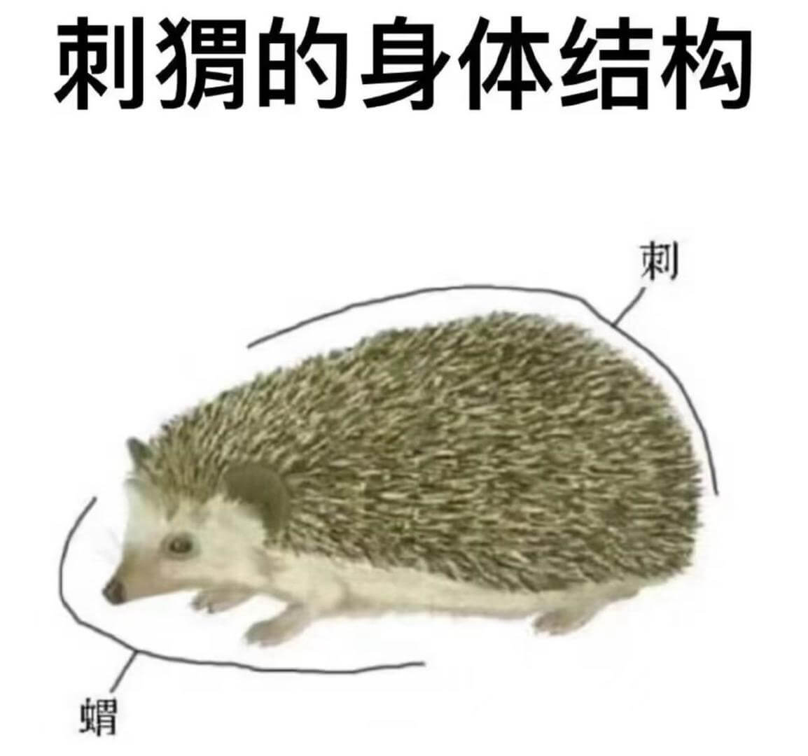 刺猬的身体结构刺蝟
