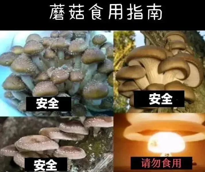 蘑菇食用指南安全安全安全请勿食用