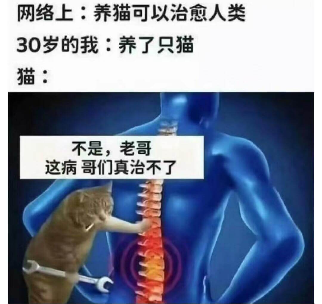 网络上：养猫可以治愈人类30岁的我：养了只猫猫：不是，老哥，