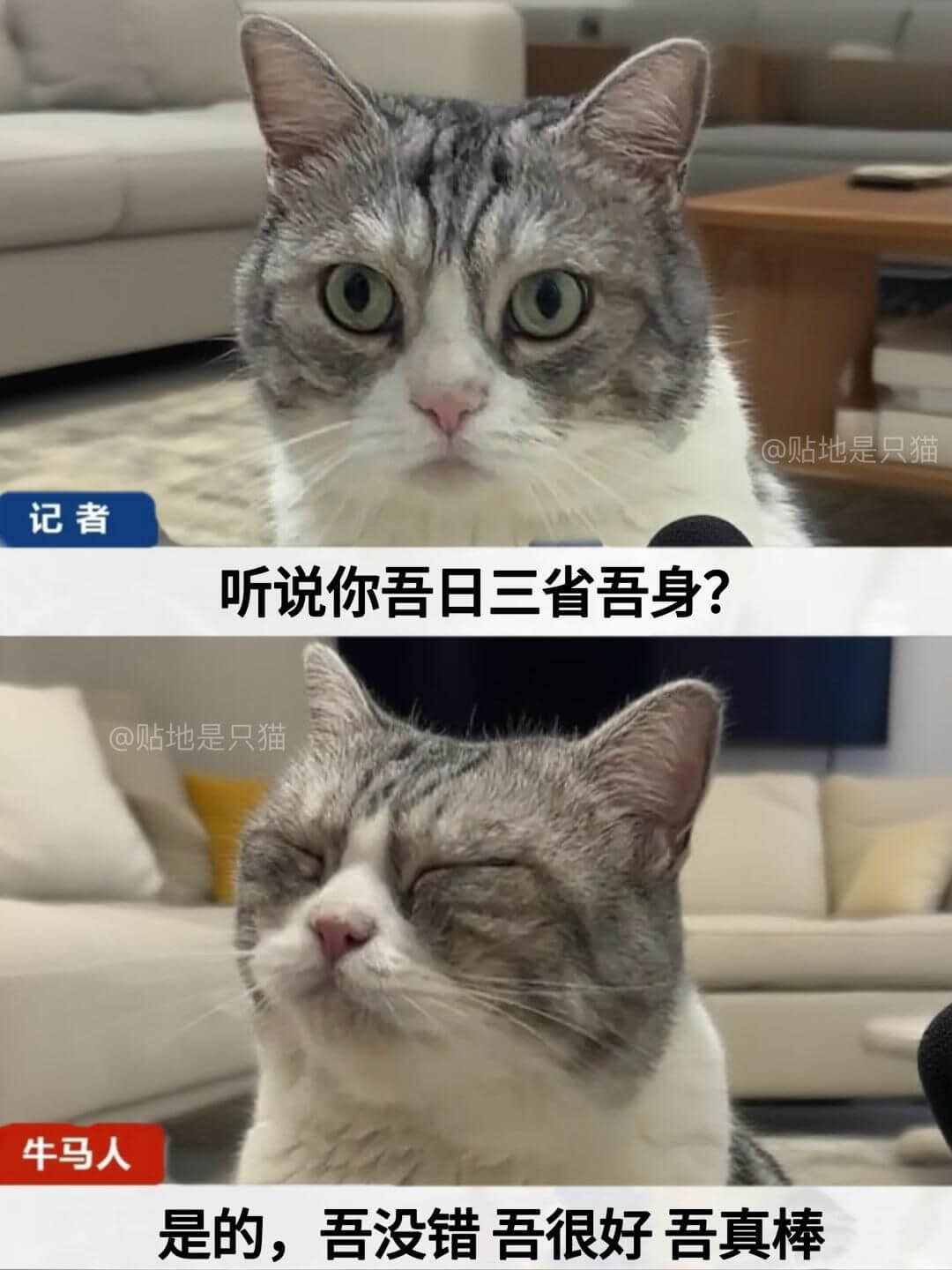 @贴地是只猫记者听说你吾日三省吾身？@贴地是只猫牛马人是的，