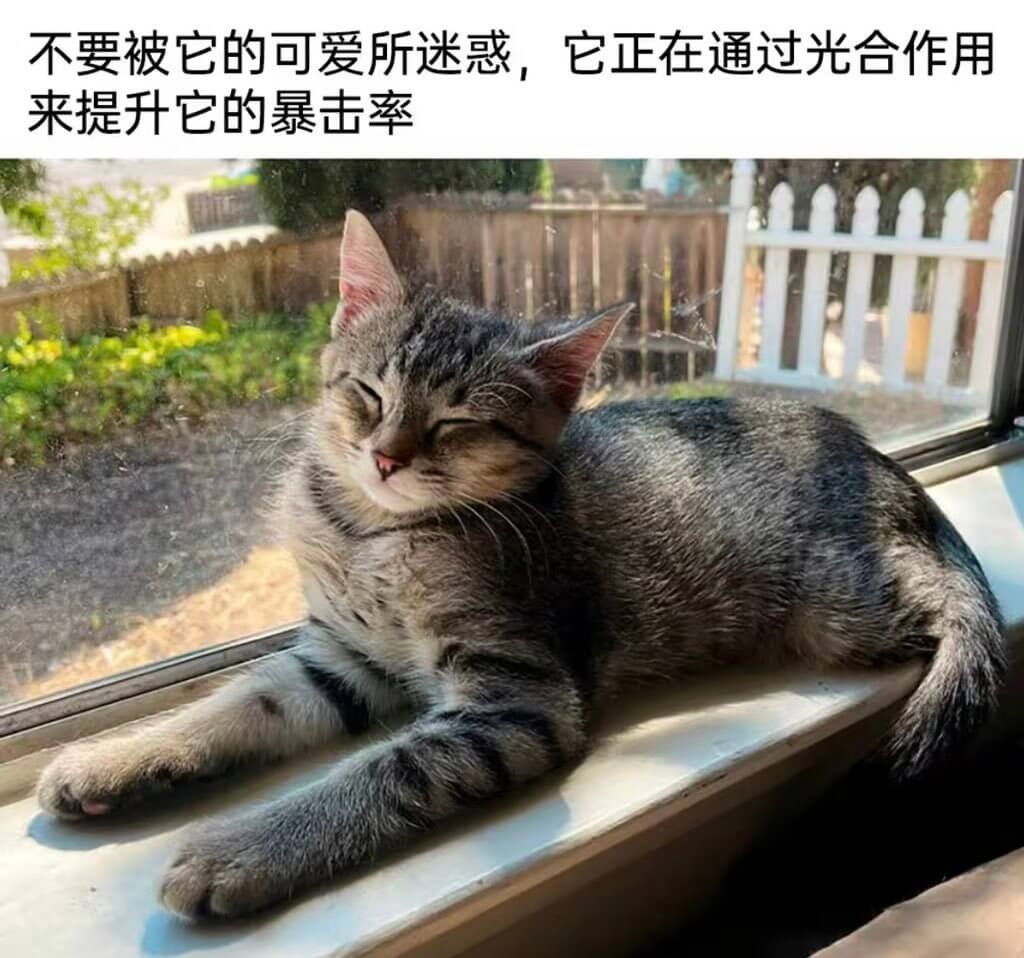 不要被它的可爱所迷惑，它正在通过光合作用来提升它的暴击率