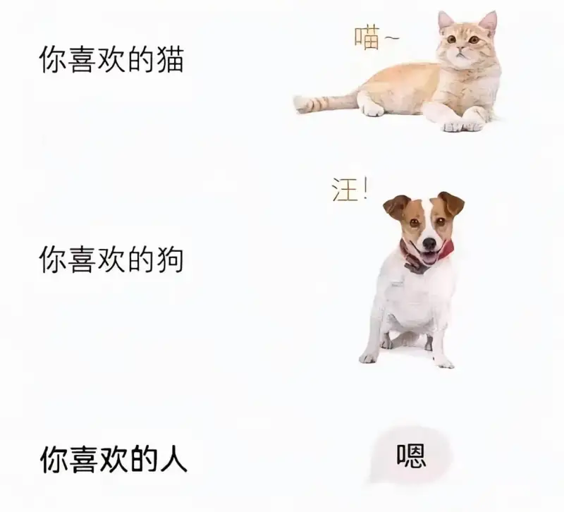 你喜欢的猫汪！你喜欢的狗嗯你喜欢的人