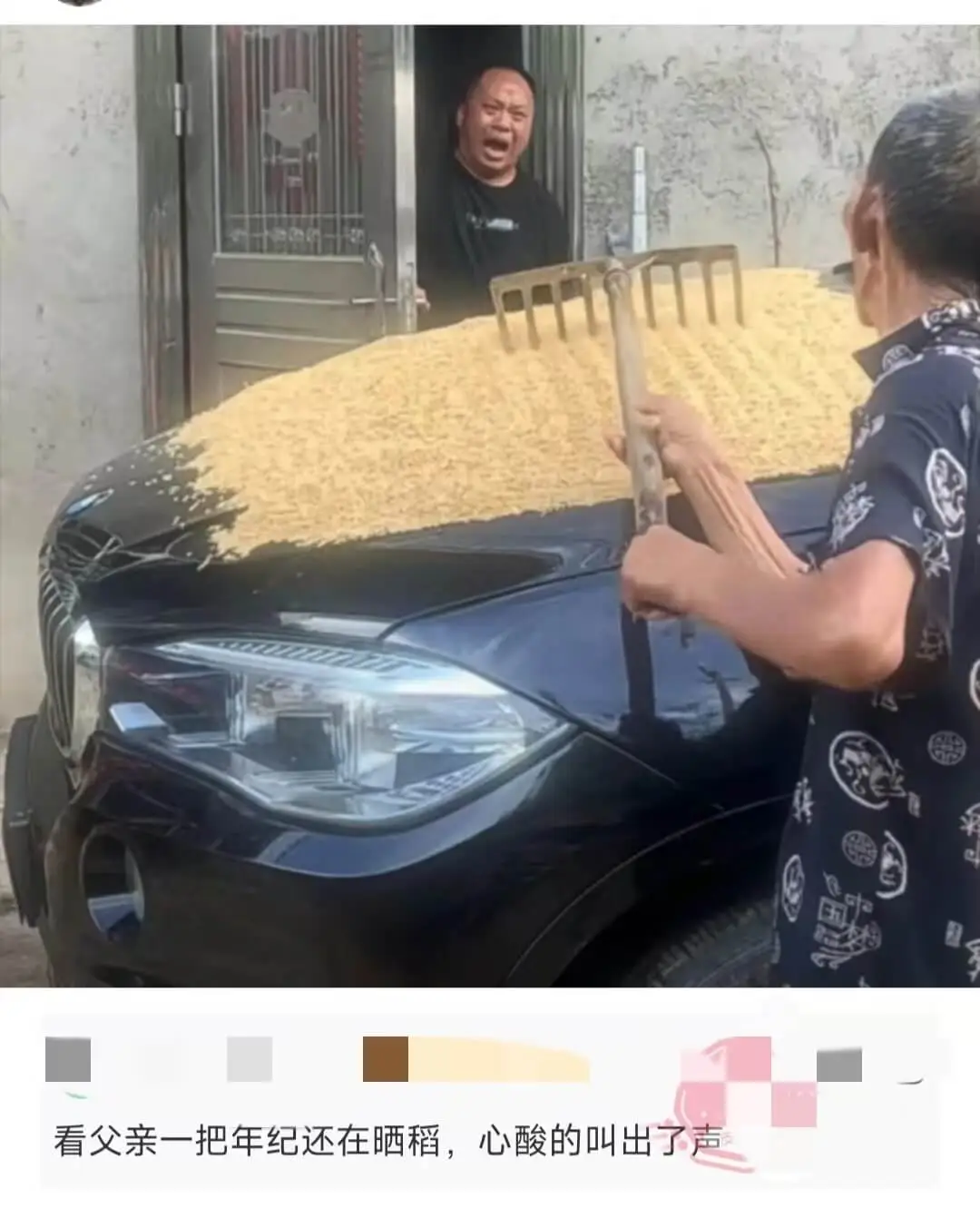 杏看父亲一把年纪还在晒稻，心酸的叫出了声。