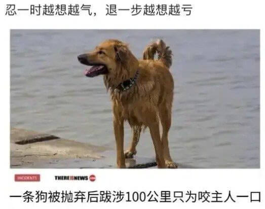 忍一时越想越气，退一步越想越亏THERESNEWS一条狗被抛