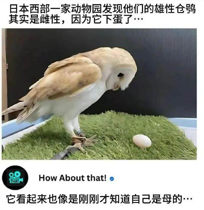 日本西部一家动物园发现他们的雄性仓鼠其实是雌性，因为它下蛋了