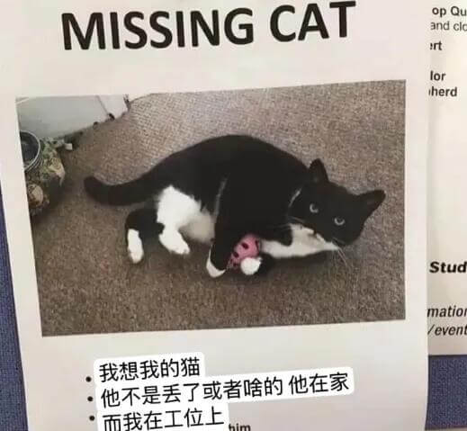 MISSINGCATOpQuandclortloriherd