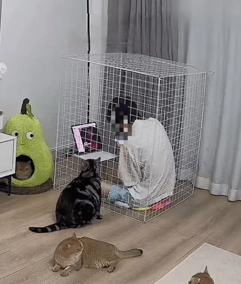 家里猫太多了，只能在笼子里工作